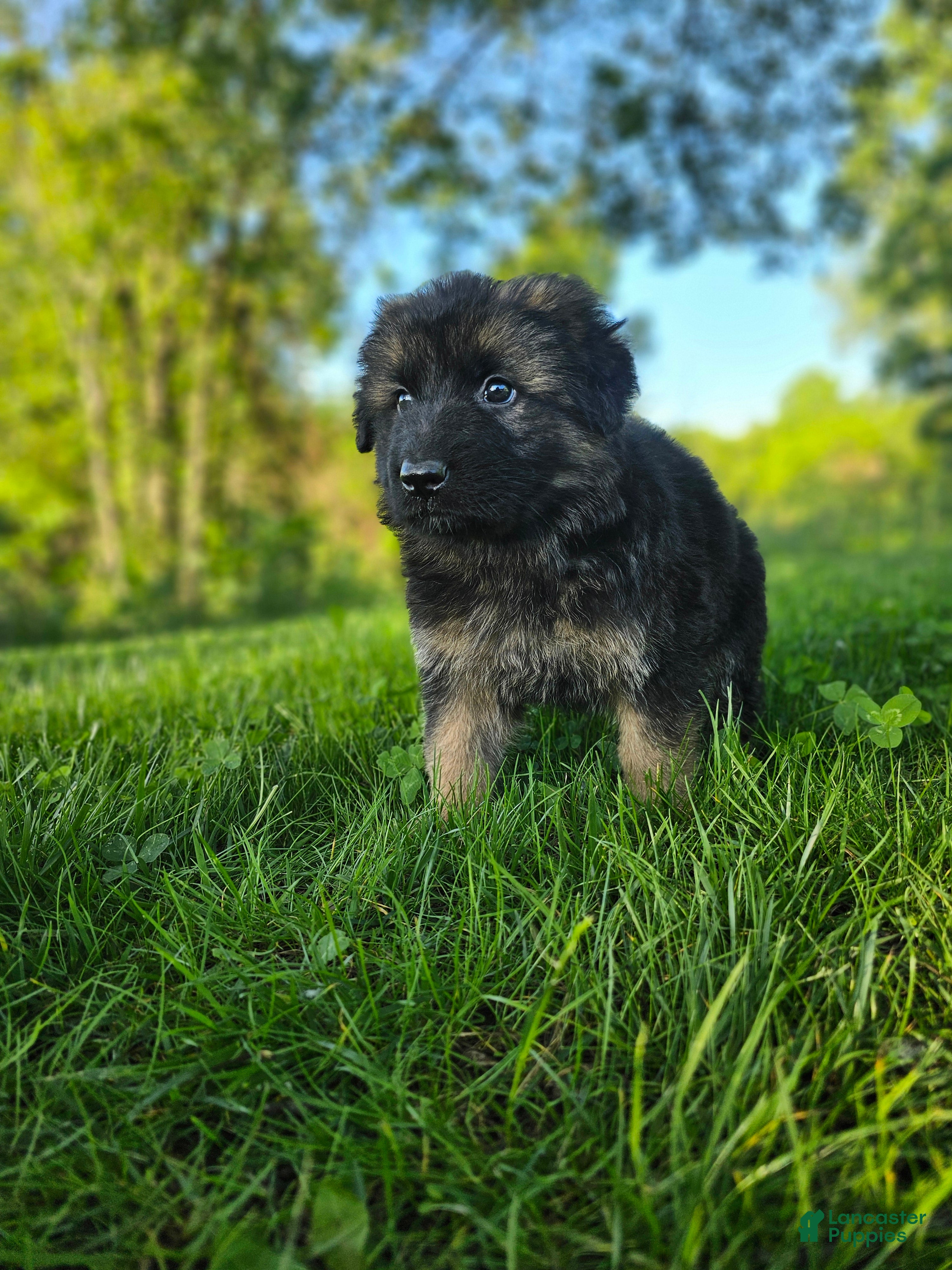 German Shepherd dogs Bruno  - Ad 2