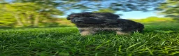 German Shepherd dogs for sale: Bruno  - Ad 2