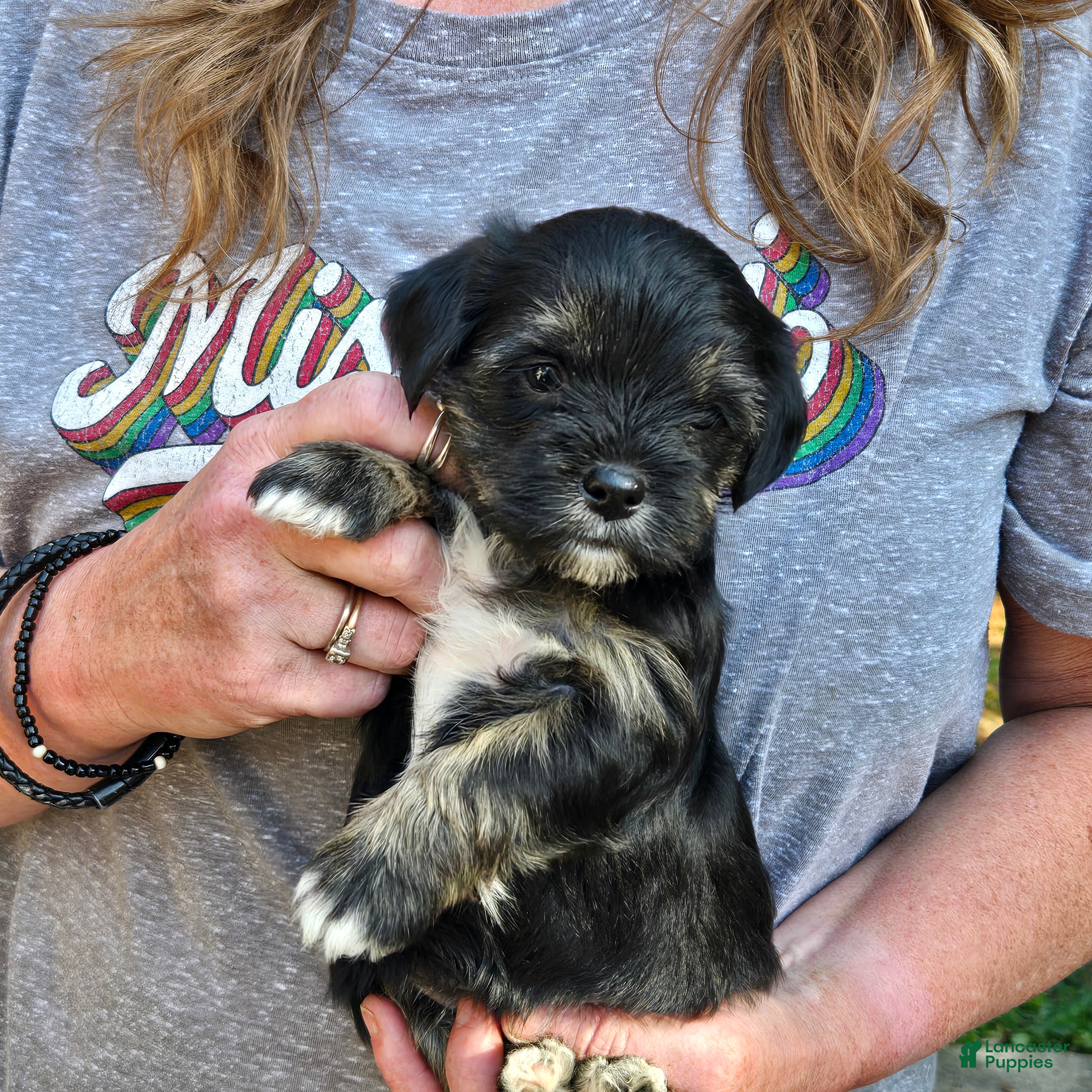 Morkie dogs for sale: Chinn - Ad 1
