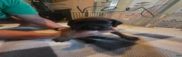 Other breed dogs for sale: Bavarian Mountain Scent Hound Gray Male Puppy - Ad 2