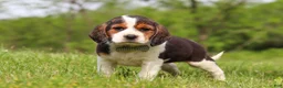 Beagle dogs for sale: Barron - Ad 4