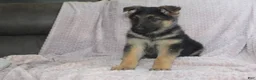 German Shepherd dogs for sale: Barney  - Ad 5