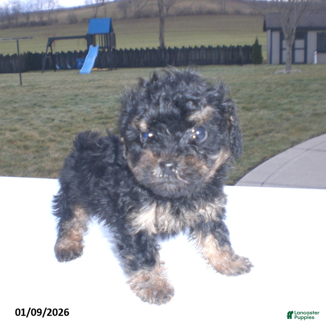 Yorkiepoo dogs for sale: Abby - Ad 6