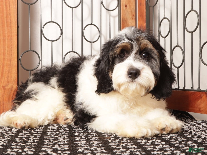Cavapoo dogs Bear  - Ad 1