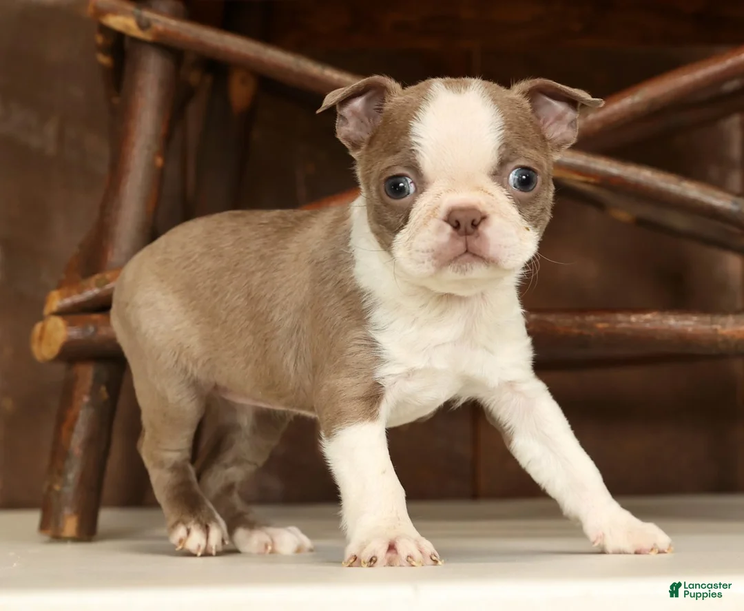 Boston Terrier dogs for sale: Reba - Ad 6