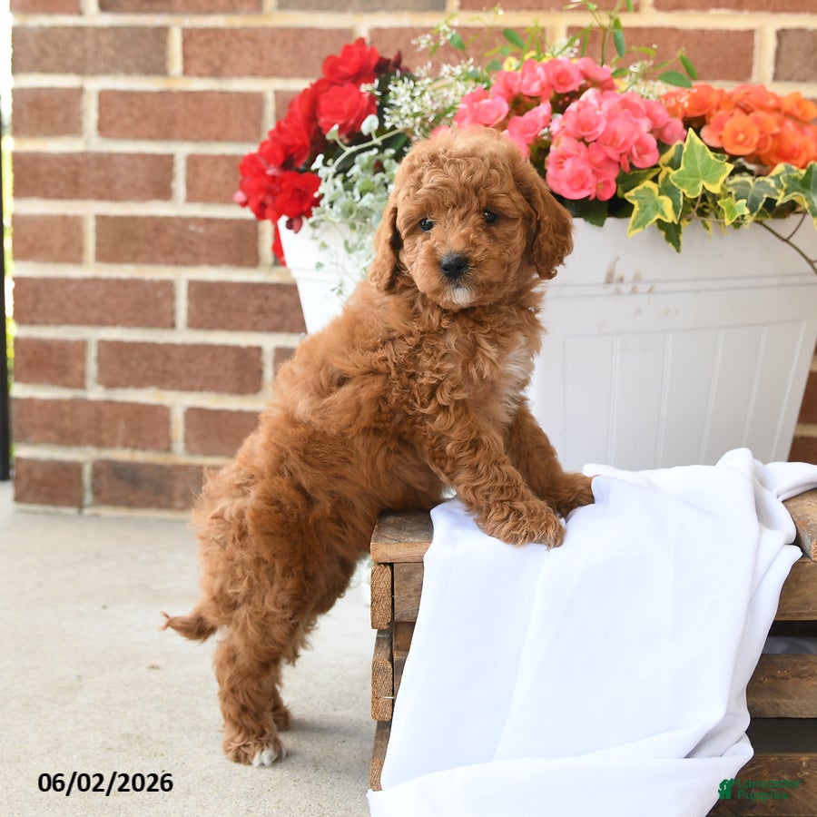 Miniature Poodle dogs for sale: Biscuit - Ad 4