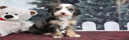 Mini Bernedoodle dogs for sale: Trooper - Ad 3