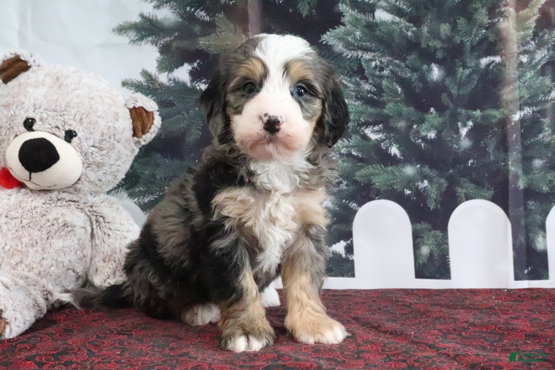 Mini Bernedoodle dogs for sale: Trooper - Ad 3