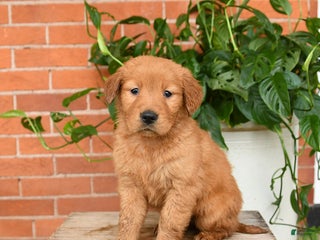 Golden Retriever dogs Ginger - Ad 24