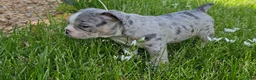 Mixed Breed dogs for sale: Blue Merle Tri-color - Ad 7