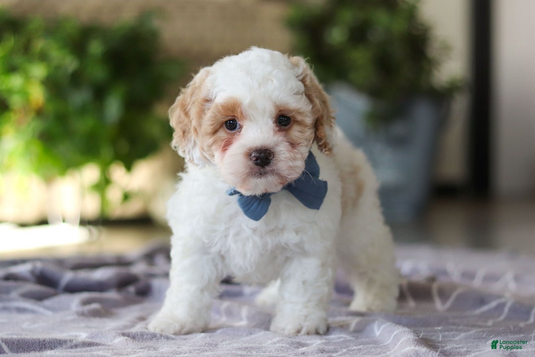 Cavapoo dogs for sale: Loki - Ad 5