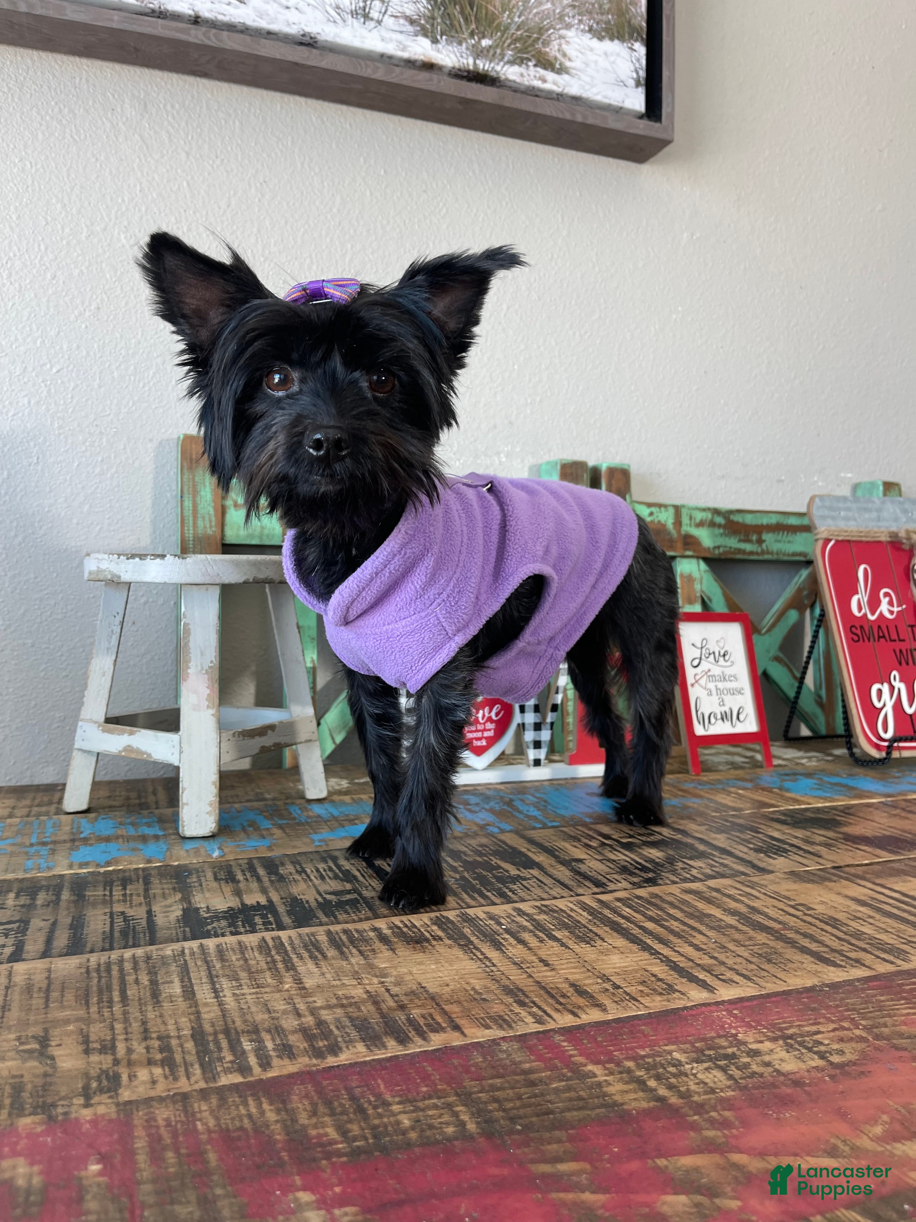 Yorkshire Terrier dogs KB Black Mia 5 pounds  - Ad 7