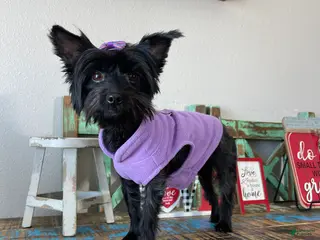 Yorkshire Terrier dogs KB Black Mia 5 pounds - Ad 7