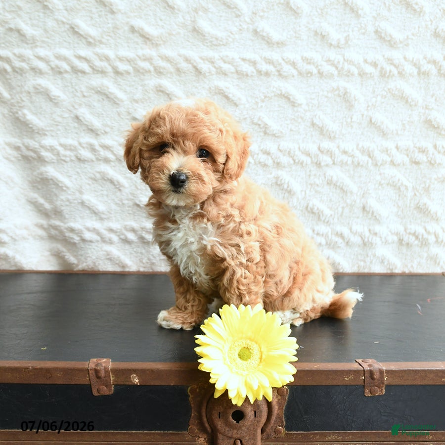 Mixed Breed dogs Kyle - Ad 2
