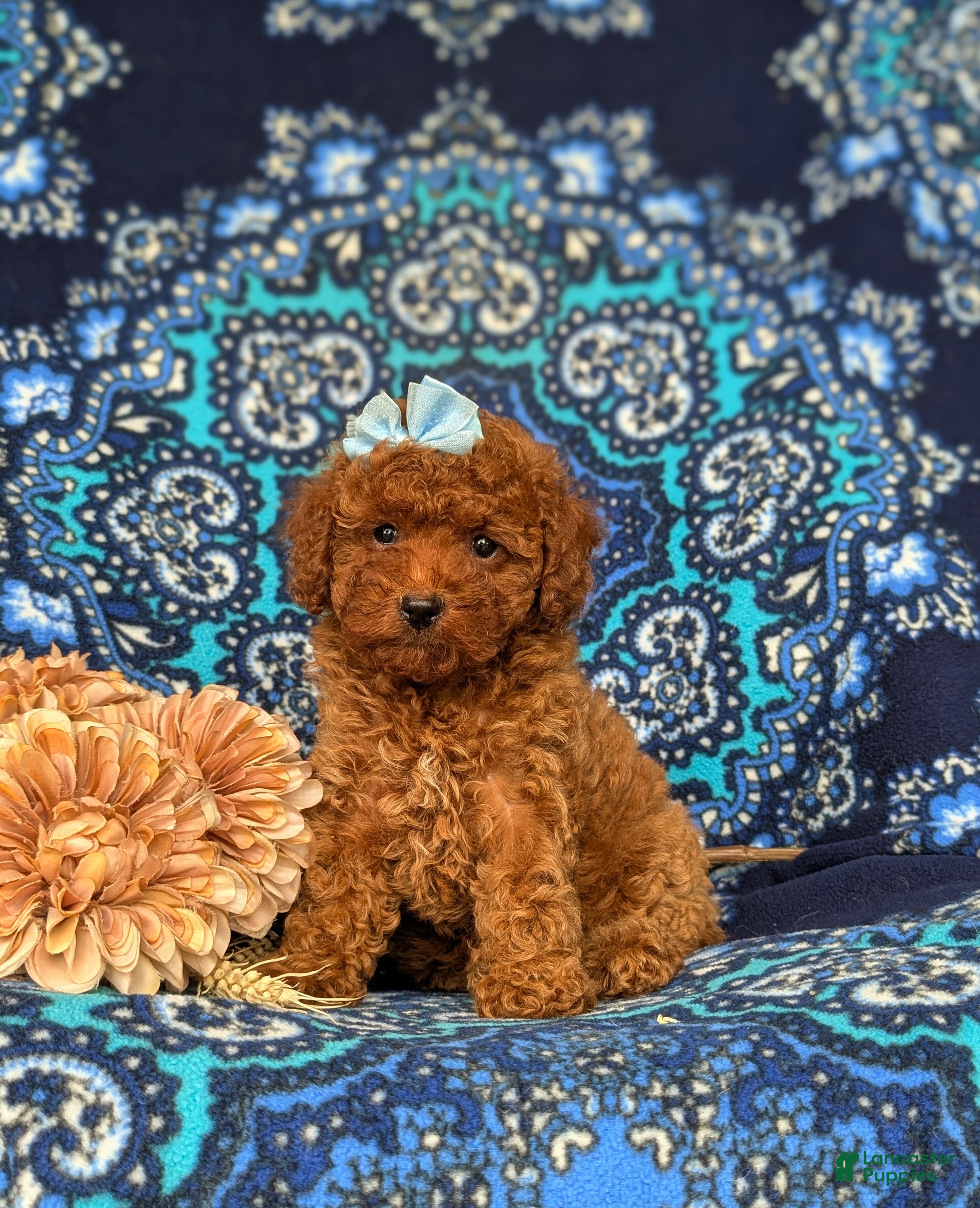 Miniature Poodle dogs Stephie - Ad 2