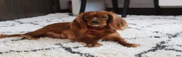 Cavapoo dogs for sale: Max - Ad 10