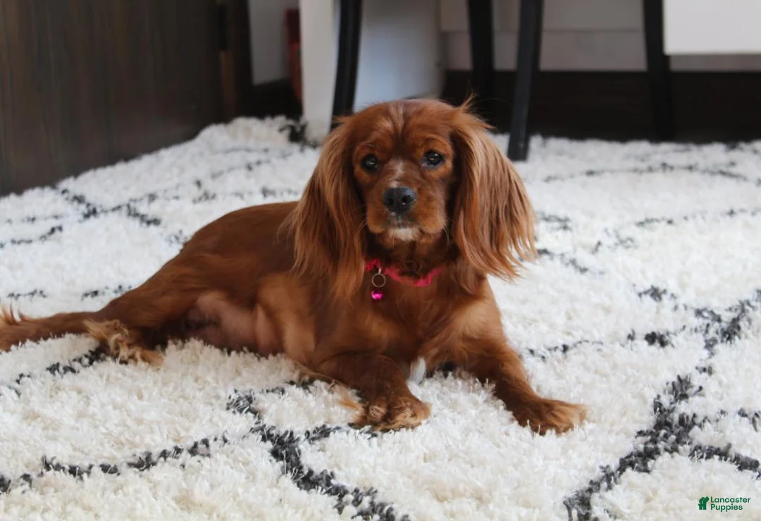 Cavapoo dogs for sale: Max - Ad 10