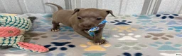 Italian Greyhound dogs for sale: Shark - Ad 3