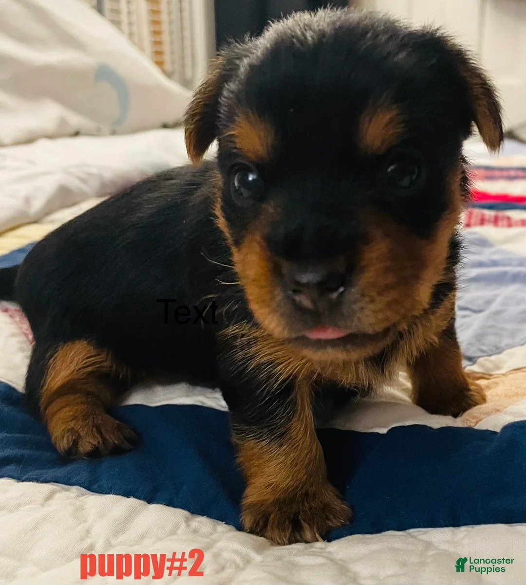 Yorkshire Terrier dogs for sale: Yorkshire Terrier Puppy 1 - Ad 1