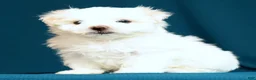Maltese dogs for sale: Alex - Ad 6