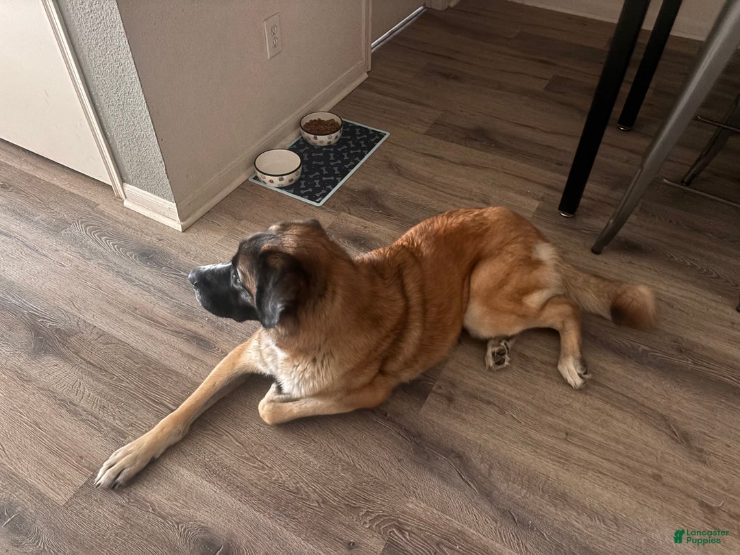 Mixed Breed dogs for sale: Mixed Breed Puppy 1 - Ad 2