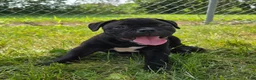 Olde English Bulldogge dogs for sale: Woody - Ad 1