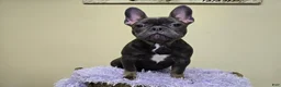French Bulldog dogs for sale: Reba AKC frenchbulldog  - Ad 7