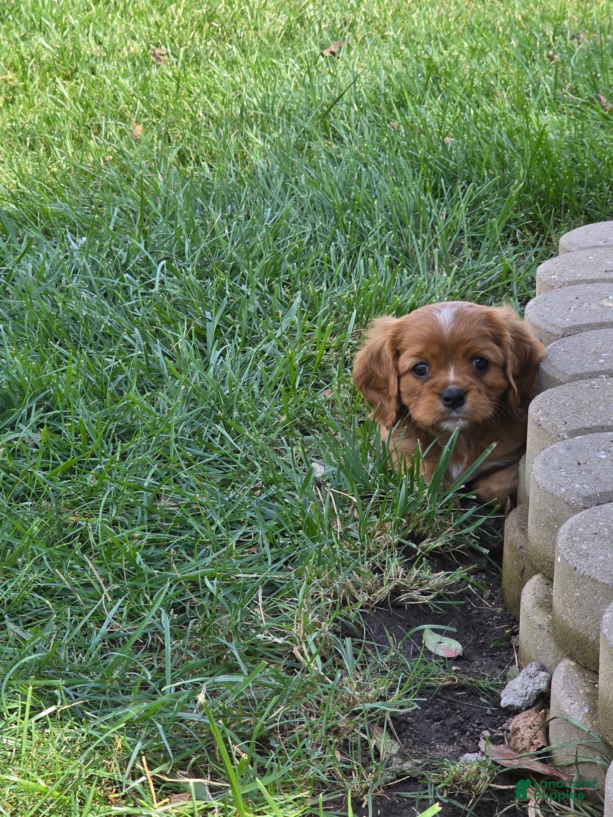 Cavalier King Charles Spaniel dogs Cavalier King Charles Spaniel 1 - Ad 22
