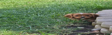 Cavalier King Charles Spaniel 1