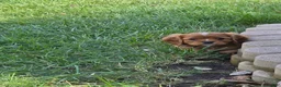 Cavalier King Charles Spaniel dogs for sale: Cavalier King Charles Spaniel 1 - Ad 1