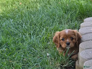 Cavalier King Charles Spaniel dogs Cavalier King Charles Spaniel 1 - Ad 22