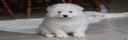 Samoyed dogs for sale: Rocky - Ad 14
