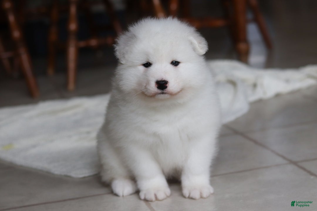 Samoyed dogs for sale: Rocky - Ad 14