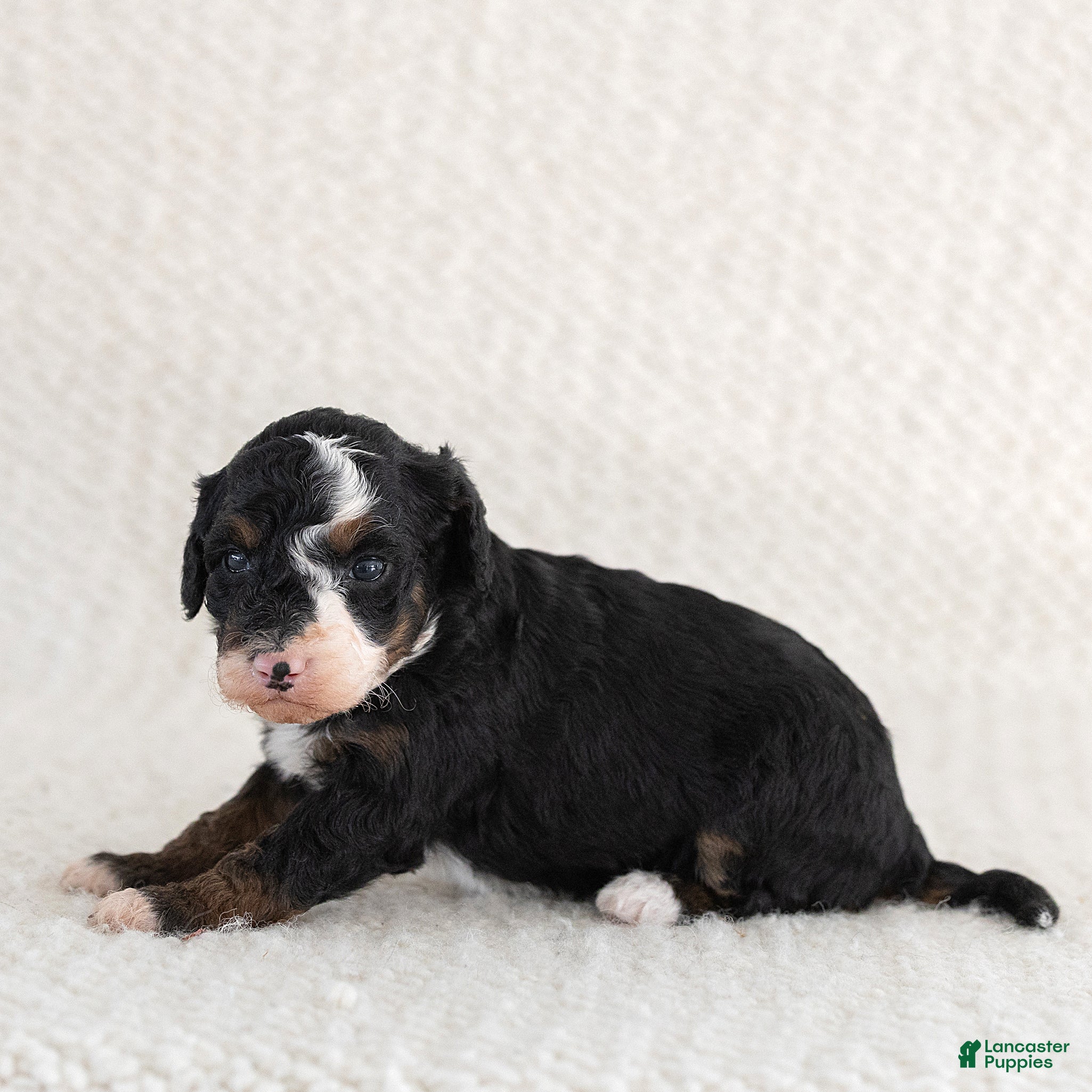 Mini Bernedoodle dogs for sale: Alyssa Miniature Bernedoodle  - Ad 1