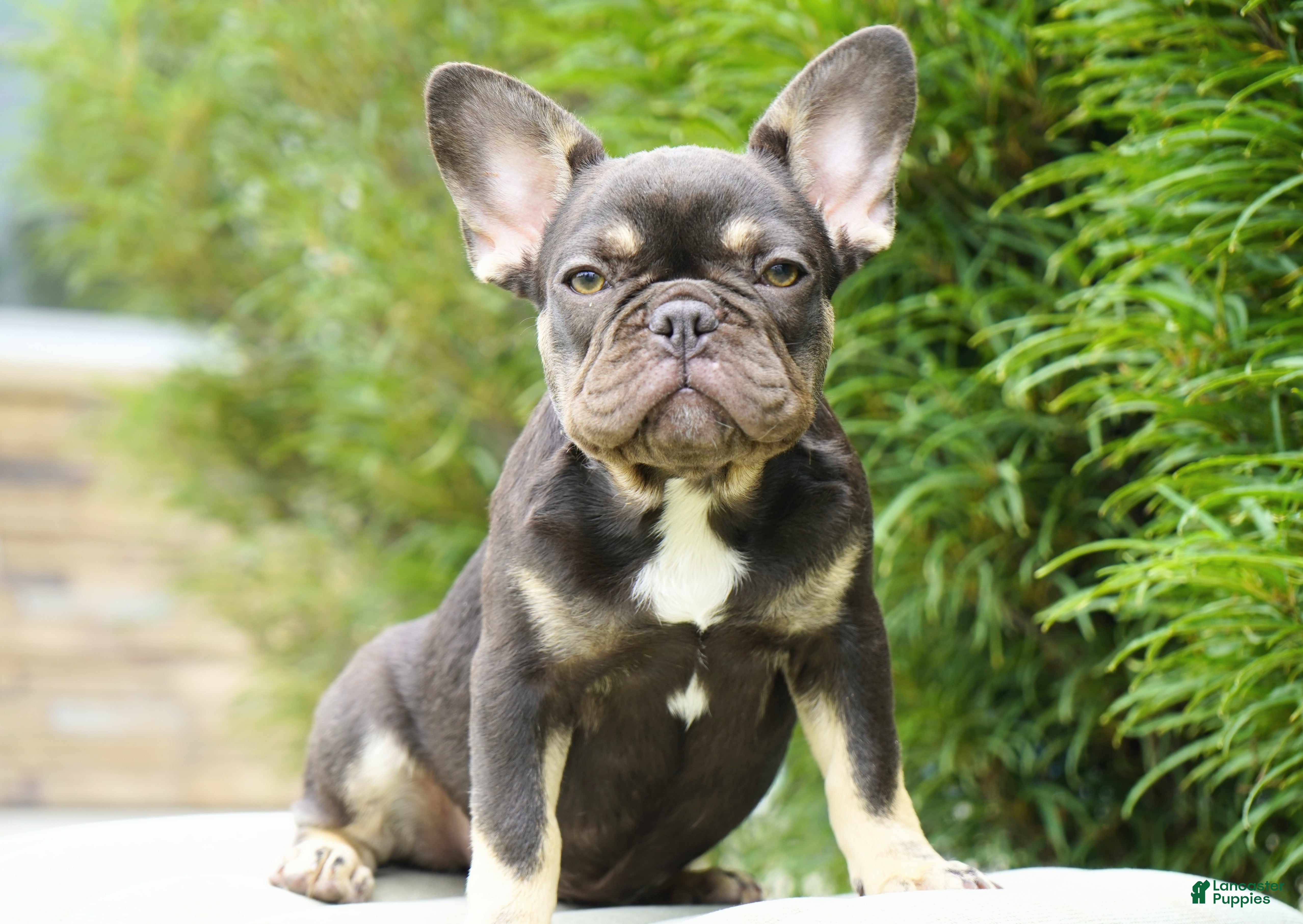 French Bulldog dogs Mochi - Ad 2