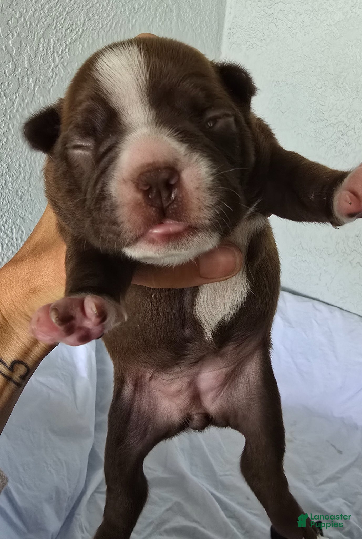Boston Terrier dogs Boston Terrier Puppy 2 - Ad 4