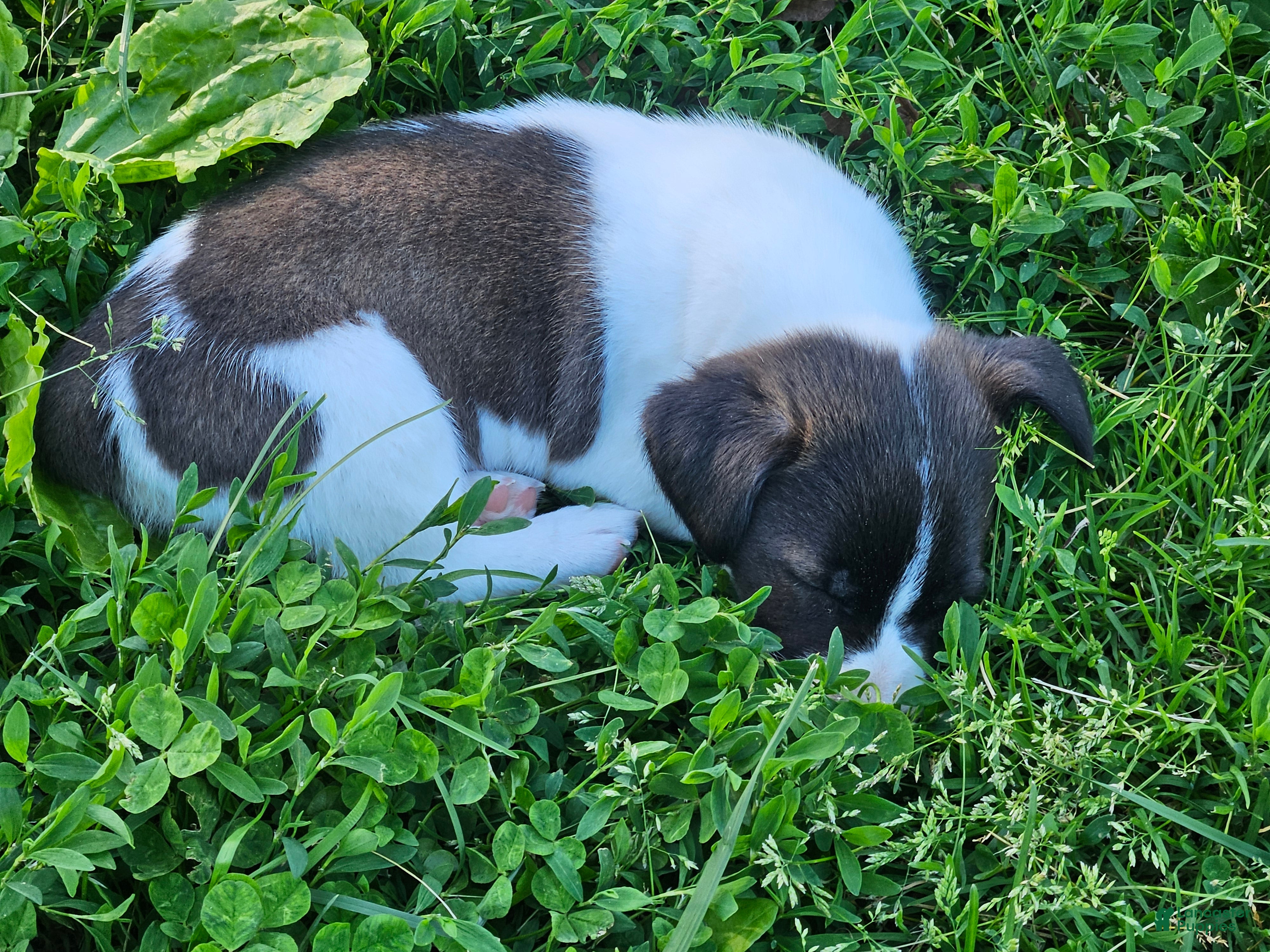 Jack Russell Terrier dogs Kamikazi - Ad 30