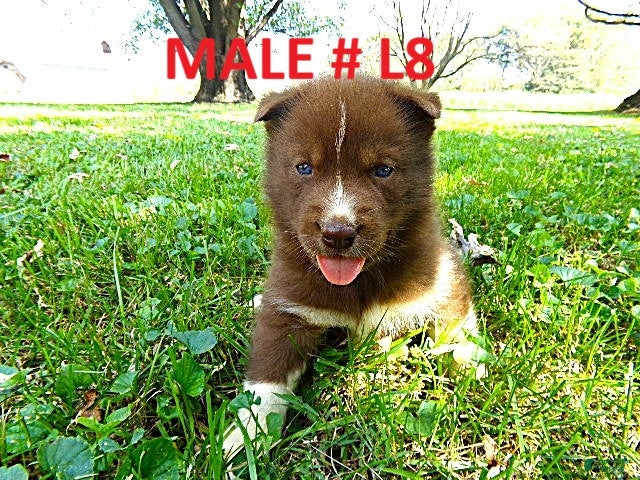 Siberian Husky dogs for sale: Siberian Husky male #8 - Ad 1