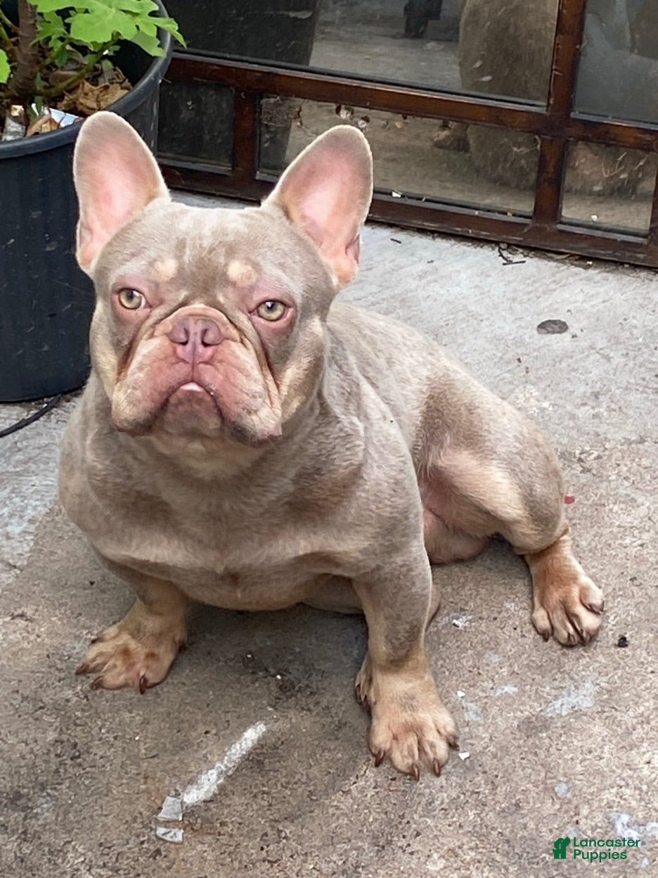 French Bulldog dogs King Cash - Ad 1