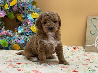 Mini Goldendoodle dogs Sadie Mini Goldendoodle Puppy  - Ad 1