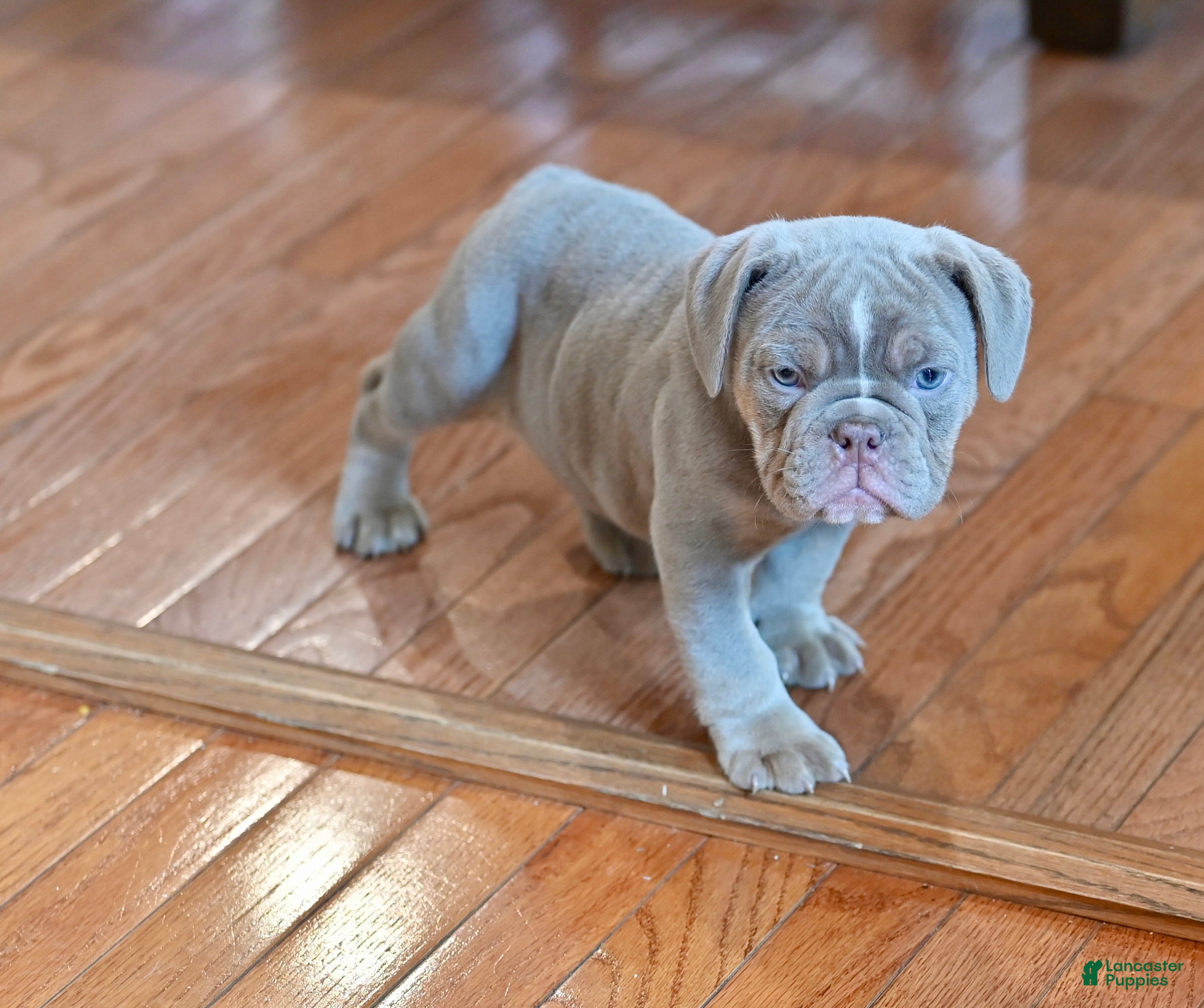 Olde English Bulldogge dogs Olde English Bulldogge 2 - Ad 2