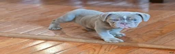 Olde English Bulldogge dogs for sale: Olde English Bulldogge 2 - Ad 2