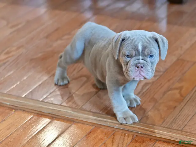 Olde English Bulldogge dogs for sale: Olde English Bulldogge 2 - Ad 2
