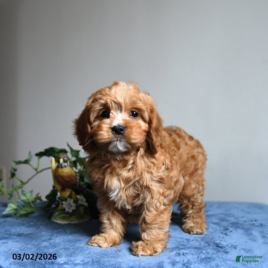 Cavapoo dogs Rocky  - Ad 1