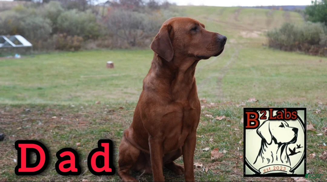 Labrador Retriever dogs for sale: Charlie - Ad 4