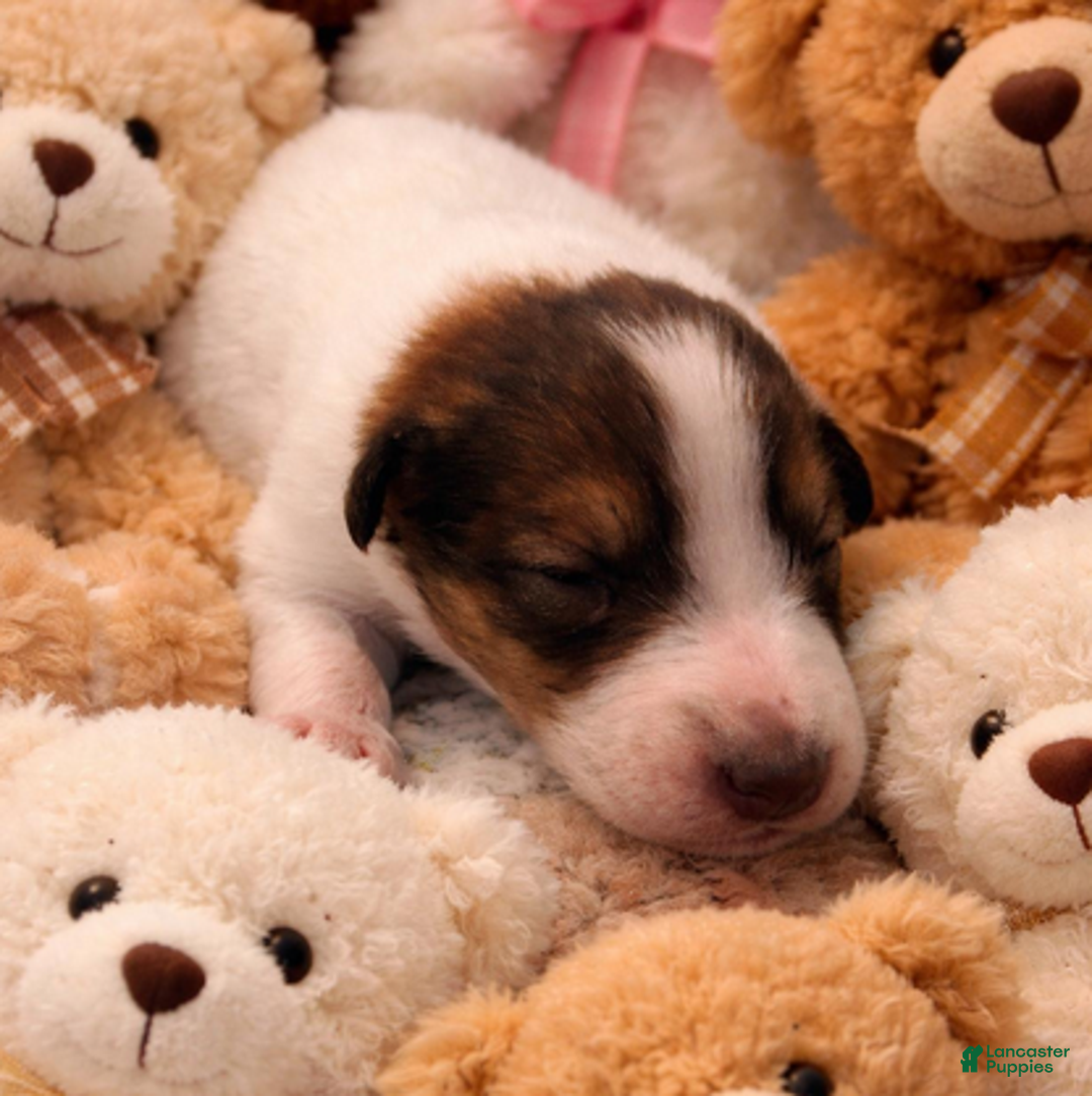 Collie dogs for sale: Tim - Ad 1