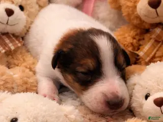 Collie dogs Tim - Ad 2