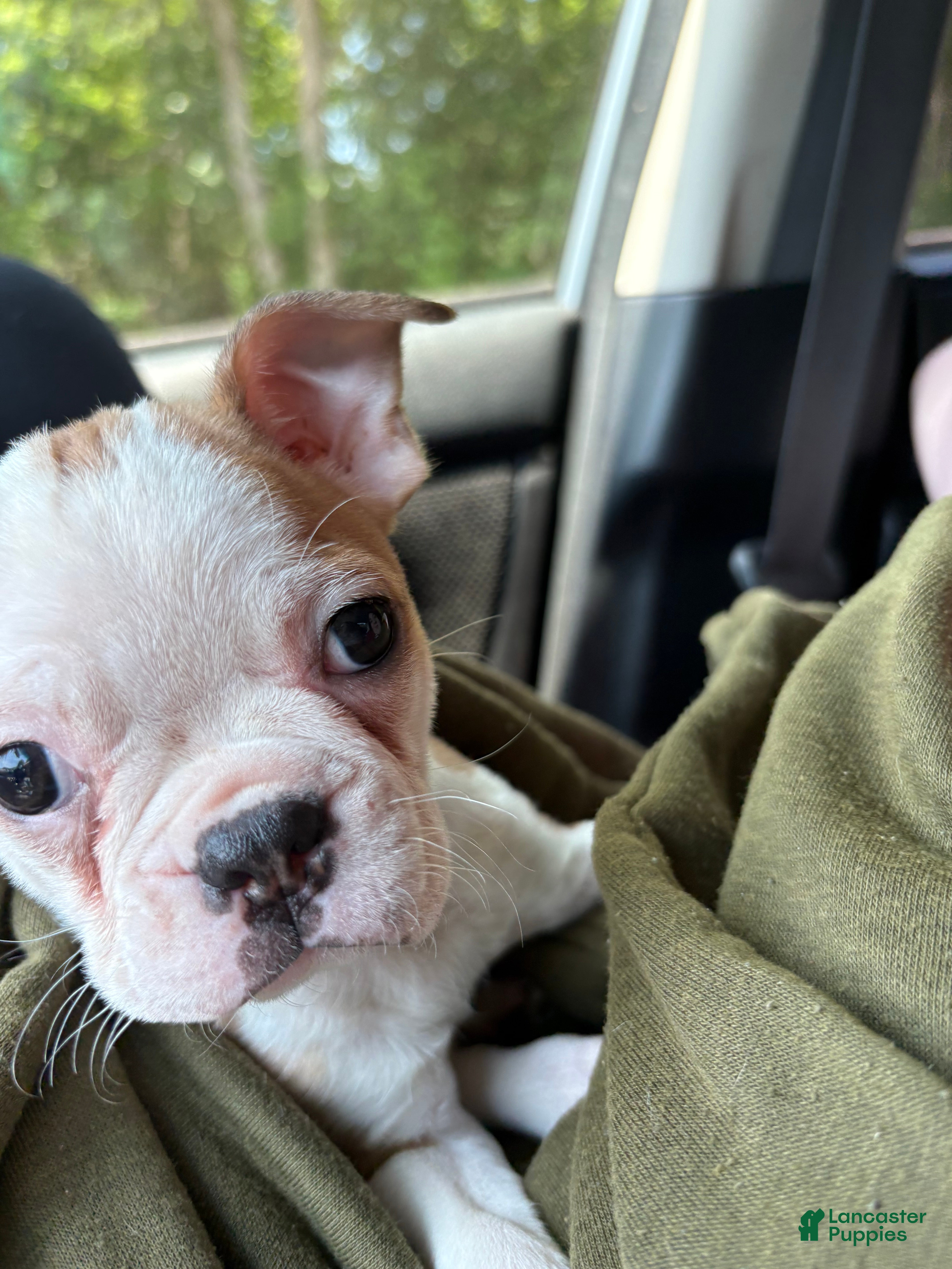 Boston Terrier dogs Boston Terrier Puppy 2 - Ad 1