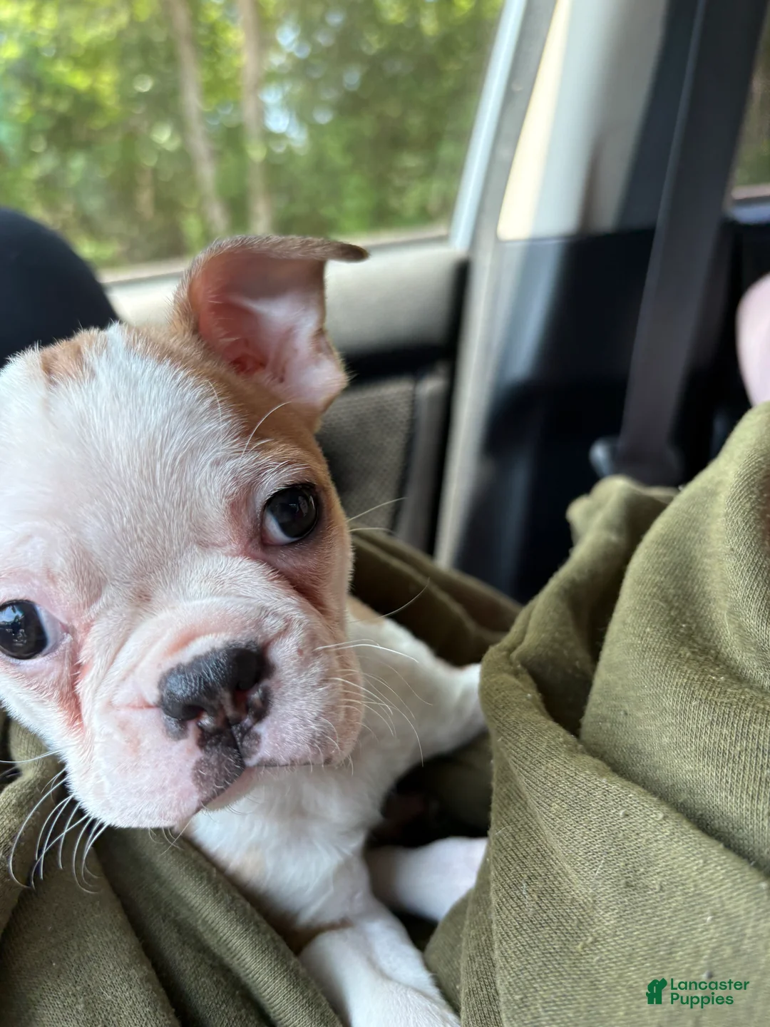 Boston Terrier dogs for sale: Boston Terrier Puppy 2 - Ad 1