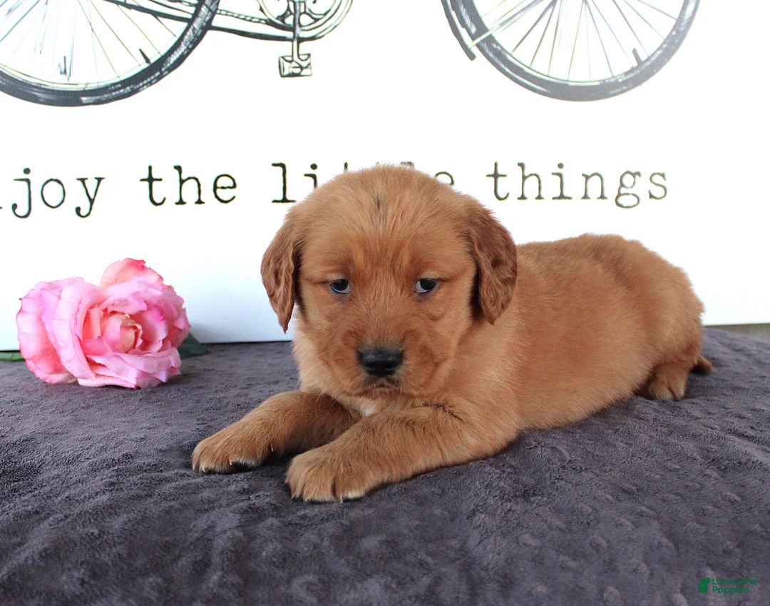 Golden Retriever dogs for sale: Tabby - Ad 2